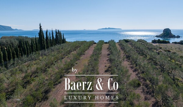 photo 3 Seafront olive grove