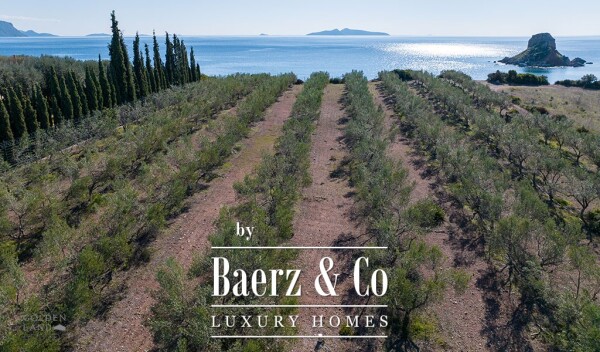 photo 5 Seafront olive grove