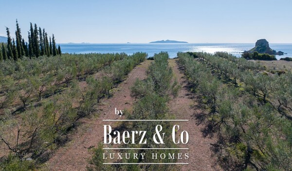 photo 6 Seafront olive grove