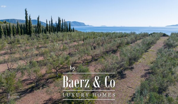 photo 7 Seafront olive grove