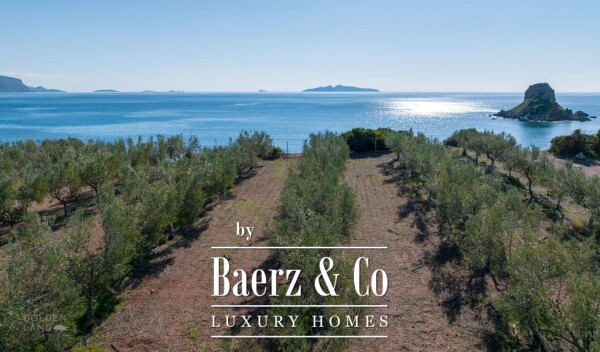 photo 8 Seafront olive grove