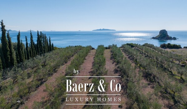 photo 10 Seafront olive grove