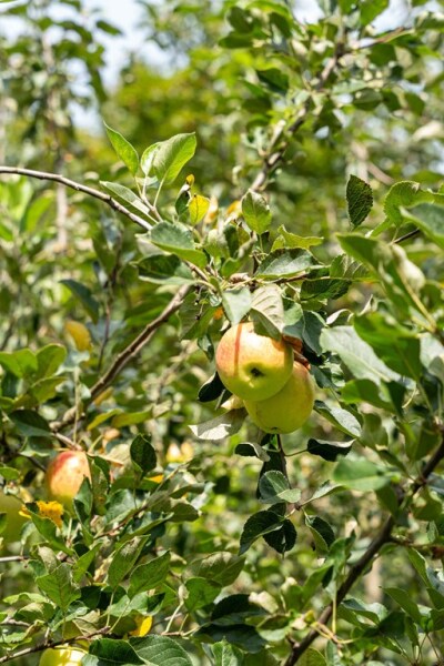 photo 74 Hoogbraak 48