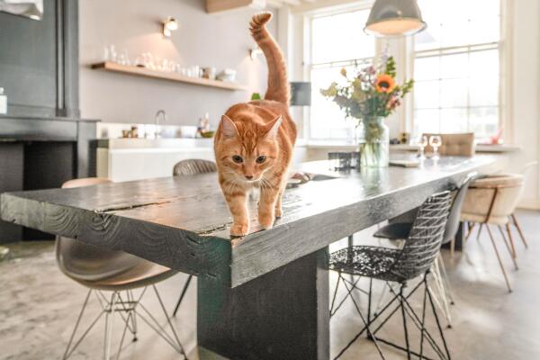 photo 18 Nieuwe Rijn 17