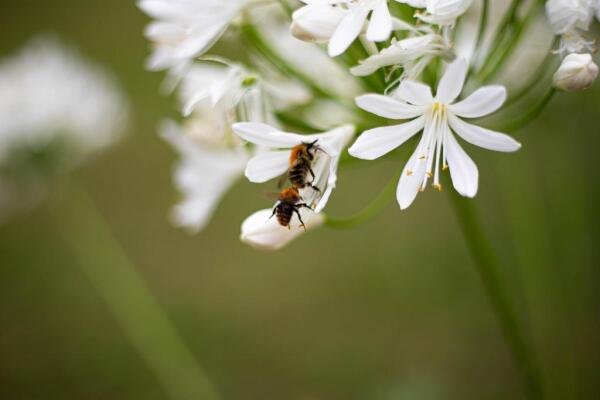 photo 70 Huisterheide 1