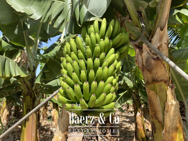 photo 7 Magnificent estate featuring family home and an organic banana plantation