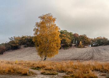 UDEN