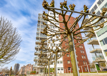 GRONINGEN