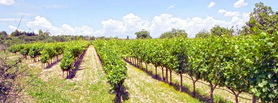vins miquel gelabert