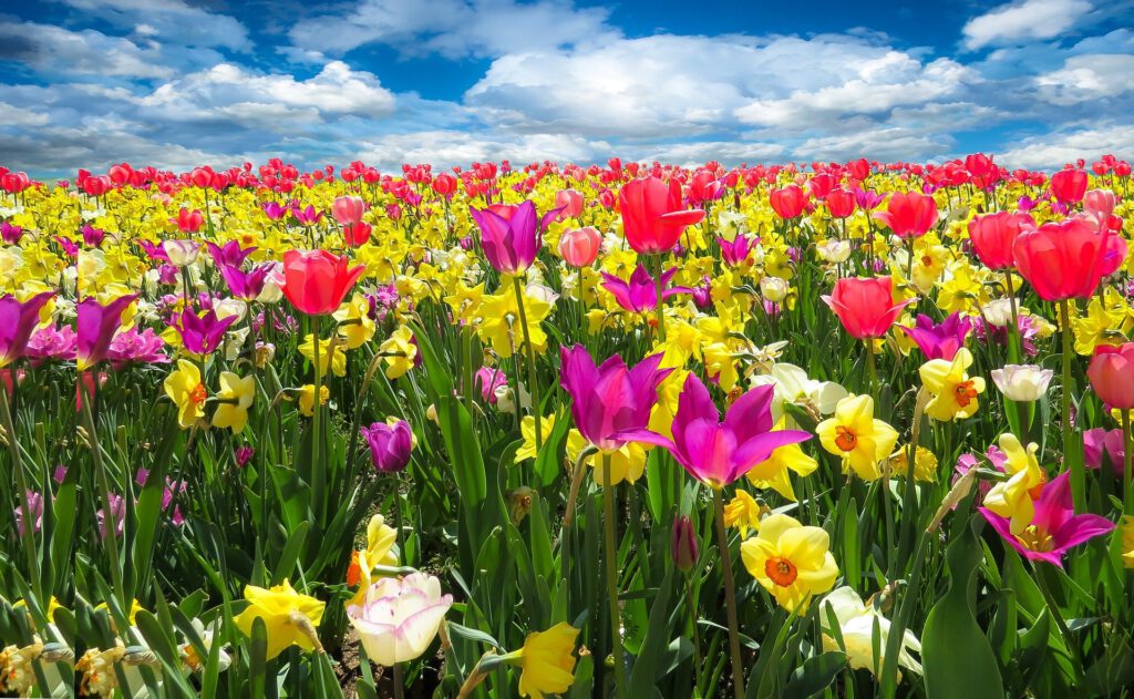 Tulip fields the netherlands